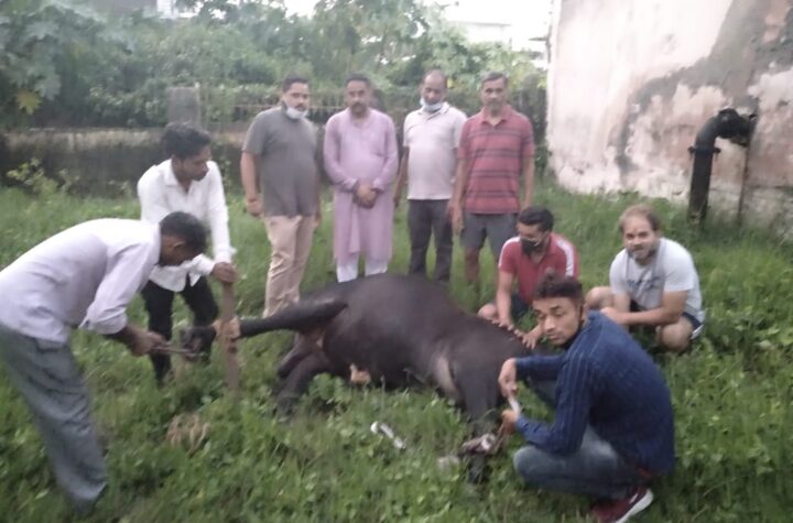 शुक्ला दम्पत्ति नन्दी को बचाने को आगे आया